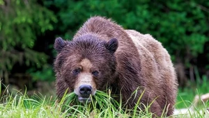Wypadek z udziałem niedźwiedzia w Kanadzie. Nie żyje dwoje turystów i pies