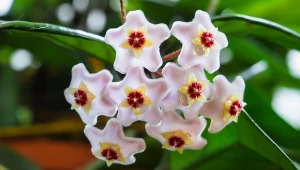 Nazywają ją "rośliną biedy". Lepiej nie trzymaj jej w domu, bo portfel zaświeci pustkami