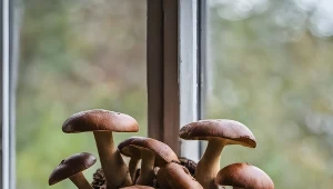 Nie musisz iść do lasu. Ten sposób sprawi, że borowiki wyrosną wprost na twoim parapecie