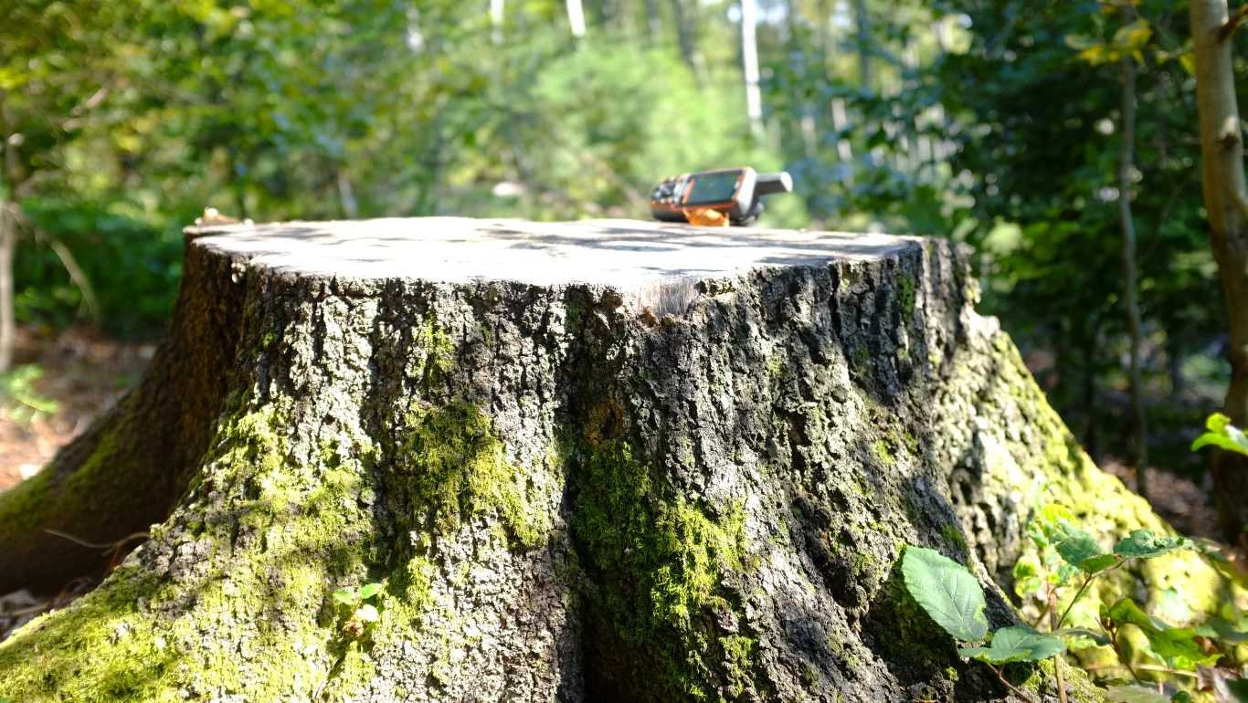 Europa traci naturalne tereny na rzecz dróg, osiedli i hoteli Wycinka w Magurskim Parku Narodowym wzbudziła sprzeciw działaczy na rzecz polskiej przyrody