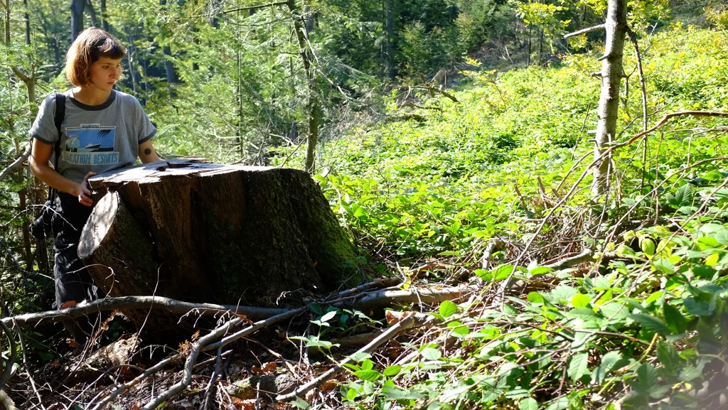 Płat ponad 120-letniej buczyny karpackiej został wycięty w Magurskim Parku Narodowym