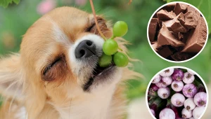 Te 3 produkty mogą zaszkodzić twojemu psu. Unikaj ich jak ognia