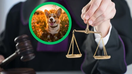 Sąd w Gdańsku orzekł, czy psy można wyprowadzać bez smyczy