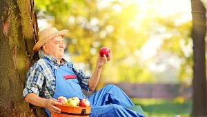 Metoda dziadka na przechowywanie jabłek. Są świeże i smaczne przez całą zimę