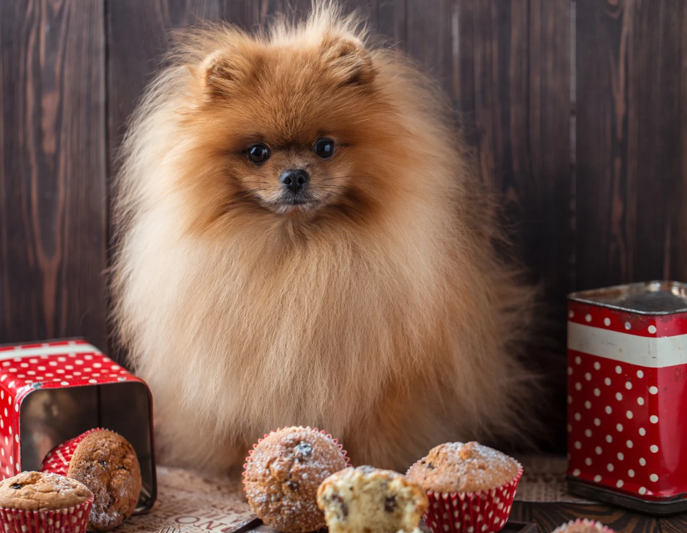Podawanie psom słodkich przekąsek jest zakazane. Może mieć bardzo nieprzyjemne konsekwencje