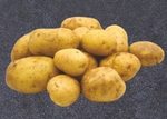 Ziemniaki