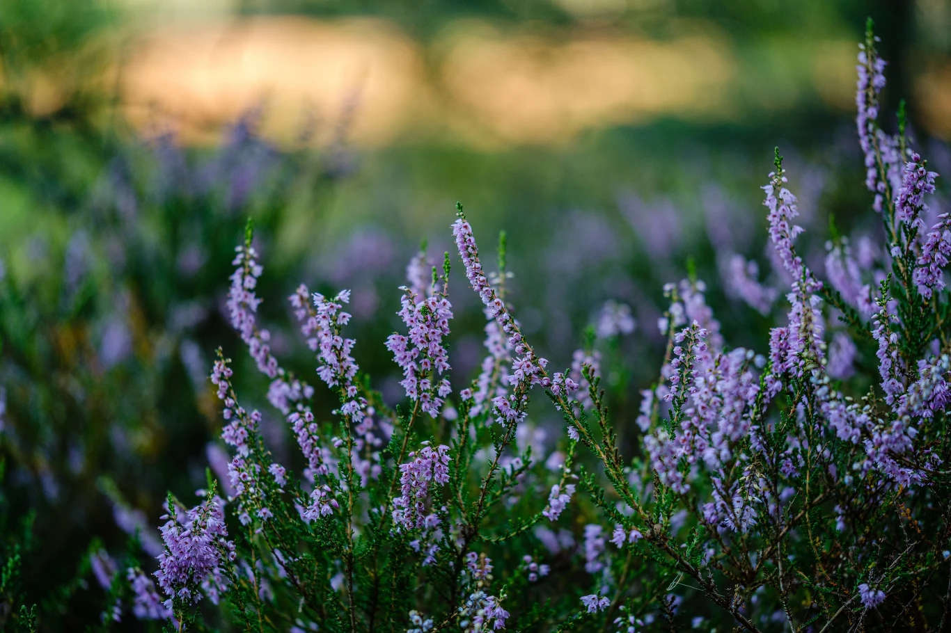 Wrzosy i wrzośce - czym się od siebie różnią? Wrzosy i wrzośce - czym się od siebie różnią?