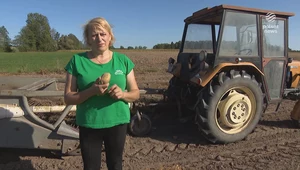 Wykopki ziemniaków. Są miejsca, gdzie jeszcze zbiera się je ręcznie