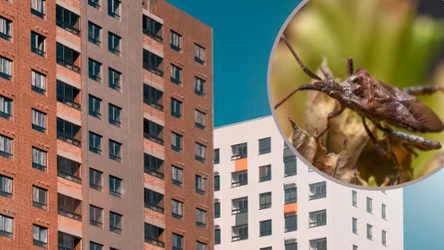 Wtyk amerykański szuka schronienia przed zimą, wchodząc do naszych domostw