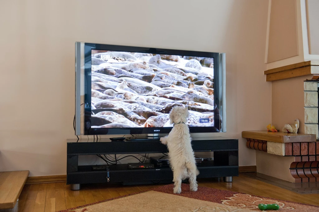 Jak pies widzi obrazy na telewizorze? Odbiór treści jest inny niż u człowieka. 