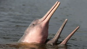 Ponad setka martwych delfinów w Amazonce. Zagrożony gatunek dobiła susza