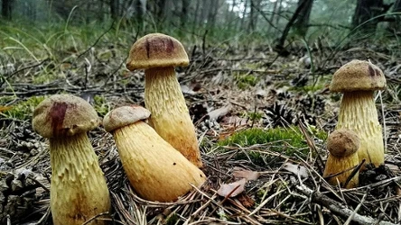 Młode owocniki borowika amerykańskiego