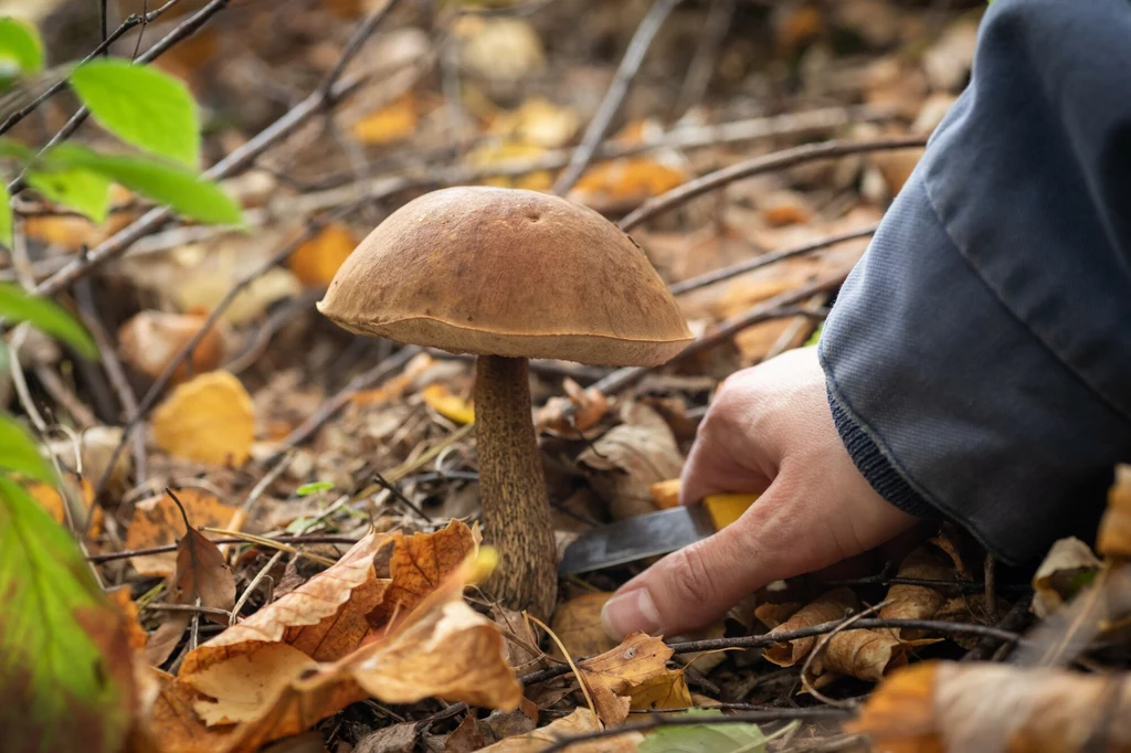 W październiku rosną najcenniejsze gatunki grzybów. Niedługo znacznie zmniejszy się ich ilość