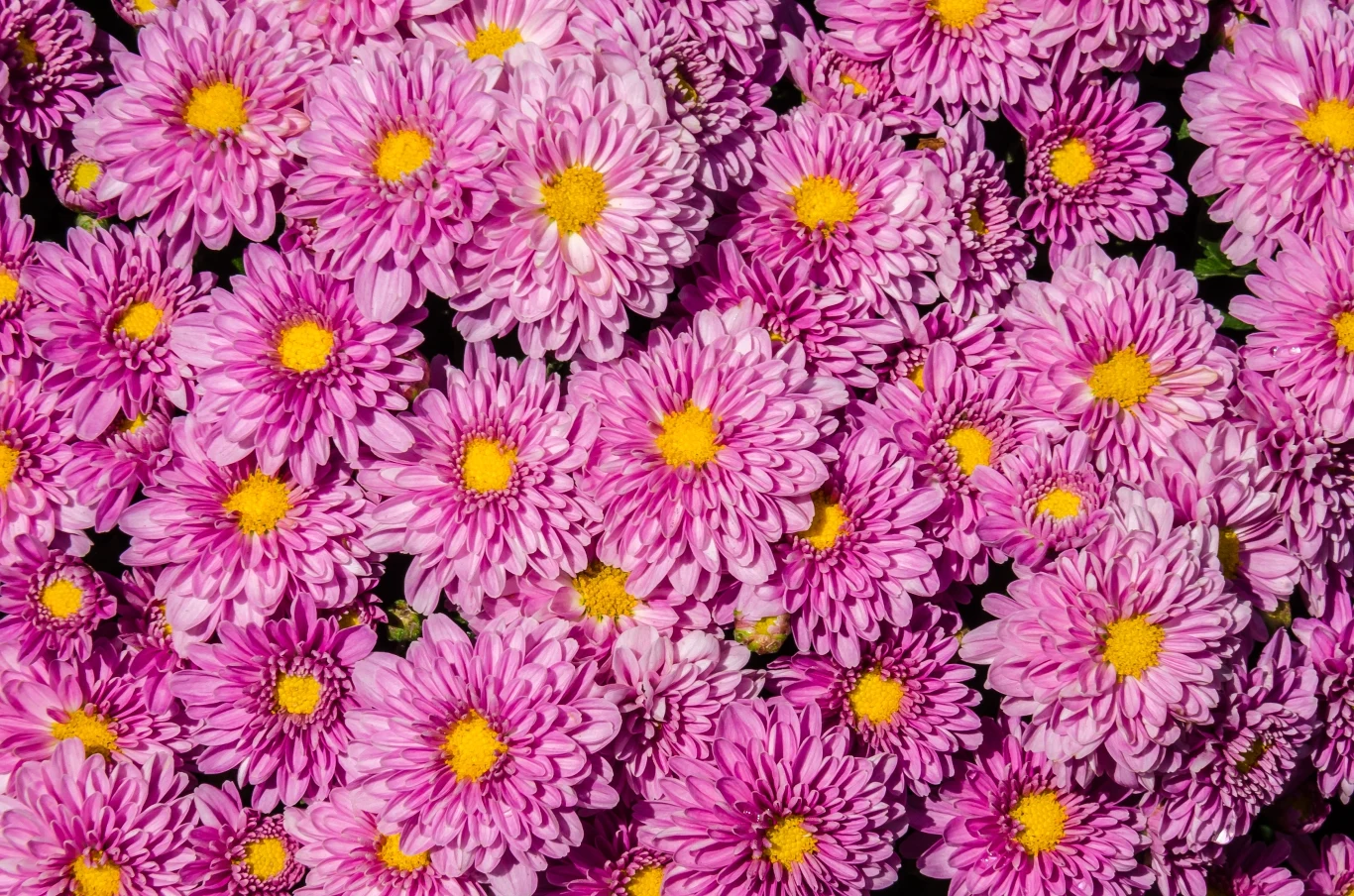 Różowy kolor chryzantem symbolizuje wdzięczność.