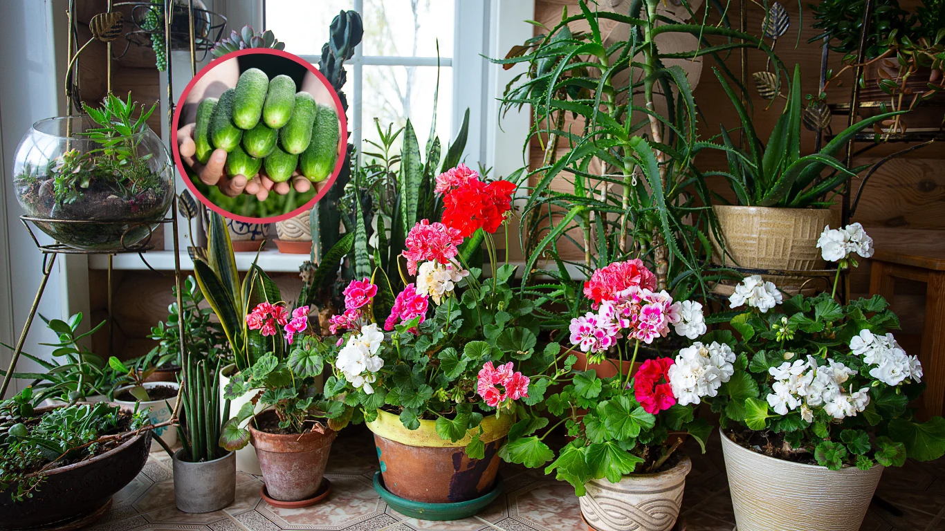 ​"Test ogórka" pomoże ci sprawdzić, czy w doniczce są szkodniki