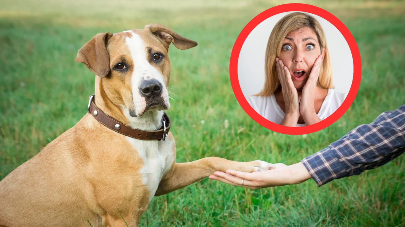 Twój pies sam z siebie podaje łapę? Dowiedz się, dlaczego tak robi Twój pies sam z siebie podaje łapę? Dowiedz się, dlaczego tak robi