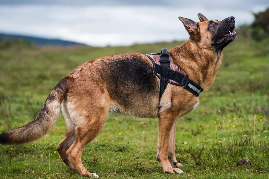 Szelki typu norweskiego są bezpieczne dla stawów psa? 