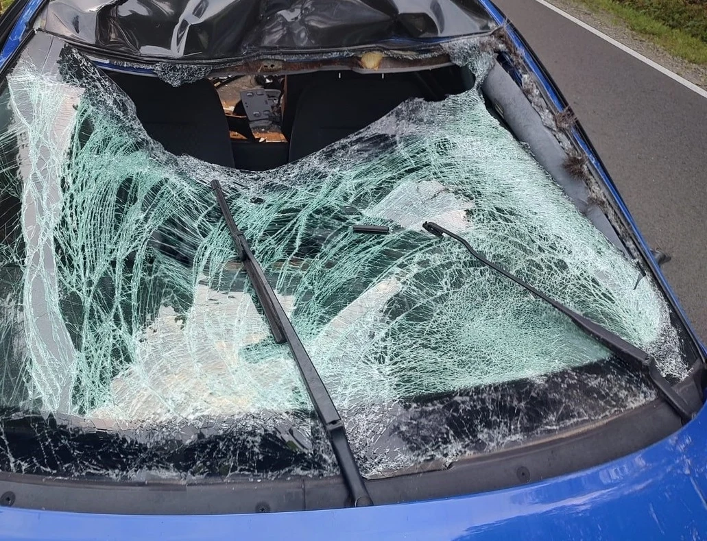 Lubaczów. Dramatyczne zderzenie z łosiem. 24-latek w szpitalu Lubaczów. Dramatyczne zderzenie z łosiem. 24-latek w szpitalu