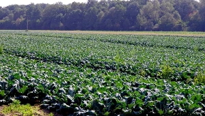 Producenci kalafiorów i brokułów apelują do rządu o zorganizowanie skupu interwencyjnego. Chłodnie nie chcą przyjmować ich warzyw