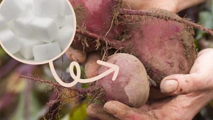 Buraczki już nigdy nie stracą koloru podczas gotowania. Po prostu wrzuć to do wody