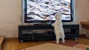 Jak pies widzi telewizor? Ustaw odpowiednie odświeżanie