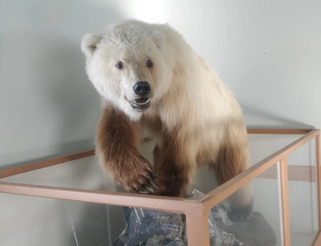 Hybryda grizzly i niedźwiedzia polarnego