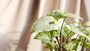 Ich oryginalne liście będą ozdobą każdego salonu. Które są najpiękniejsze?