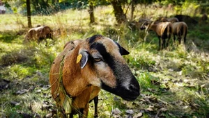 Nietypowe "kosiarki" w Katowicach. Do pielęgnacji trawy zatrudniono owce