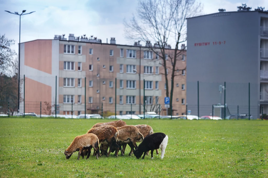 Pielęgnację trawników z pomocą owiec przetestowano już także w Gliwicach
