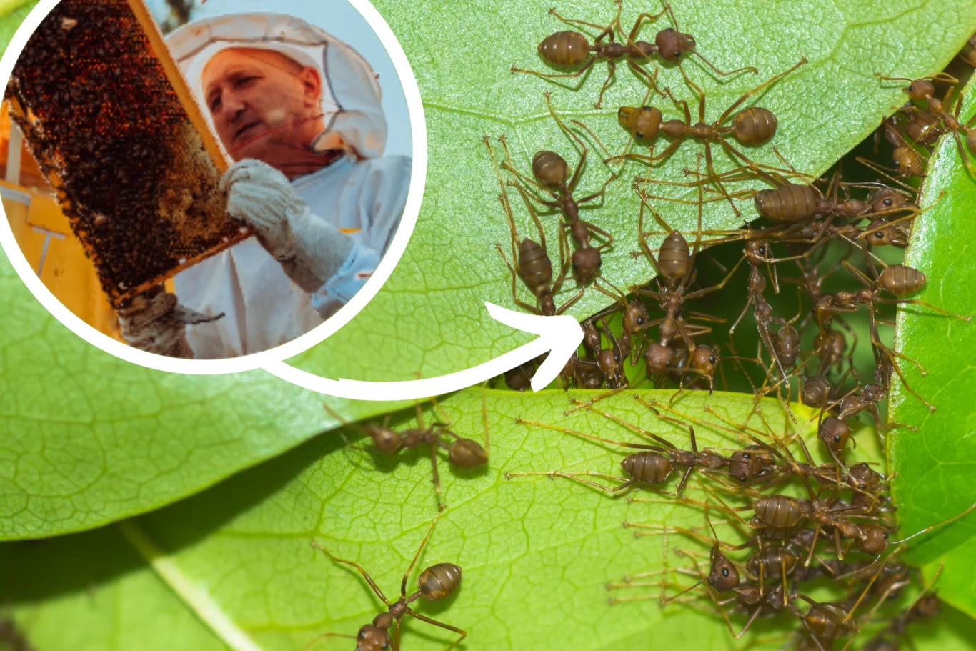 Naukowcy z University of Sydney udowodnili, że nie tylko pszczoły są pożyteczne pod względem wytwarzania miodu Naukowcy z University of Sydney udowodnili, że nie tylko pszczoły są pożyteczne pod względem wytwarzania miodu