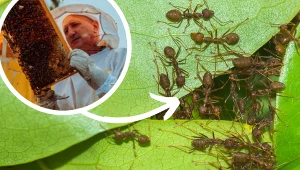 Nie tylko pszczoły produkują miód. Ten od mrówek może być nawet cenniejszy!