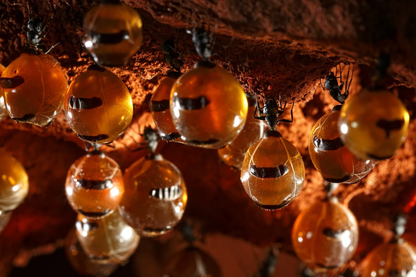 Tzw. "mrówki miodowe" to do mrówki z gatunku Camponotus inflatus, które żyją na obszarach pustynnych Australii Zachodniej Tzw. "mrówki miodowe" to do mrówki z gatunku Camponotus inflatus, które żyją na obszarach pustynnych Australii Zachodniej