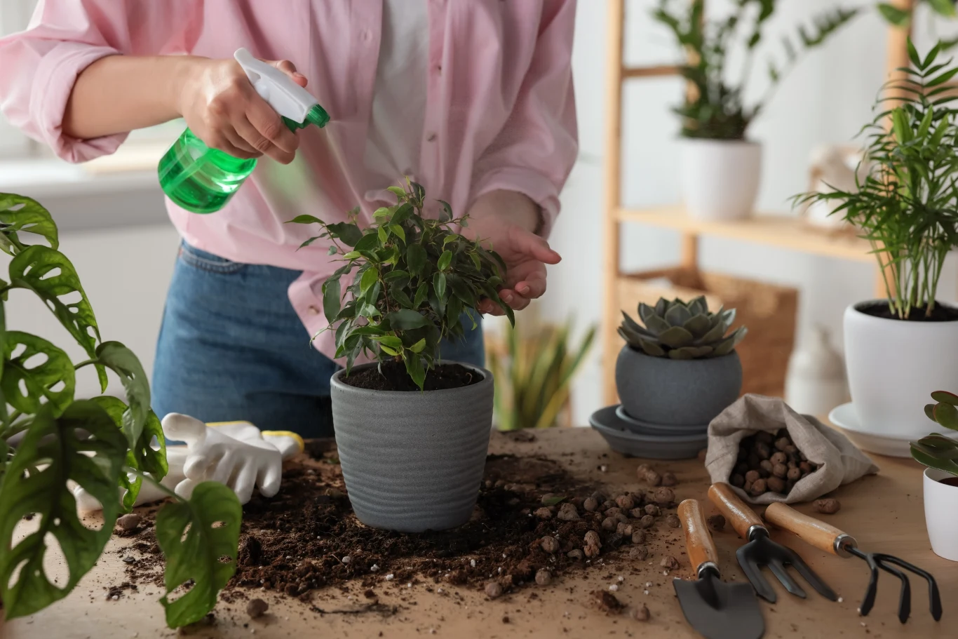 Jak dbać o rośliny doniczkowe jesienią i zimą? Jak dbać o rośliny doniczkowe jesienią i zimą?