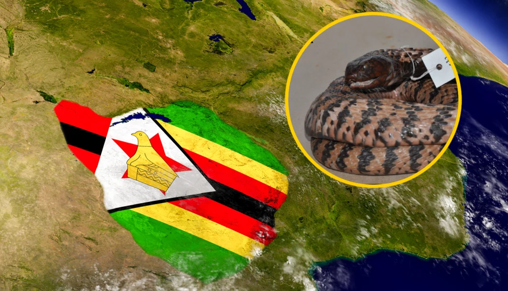 W Zimbabwe został odkryty nowy gatunek węża. Naukowcy przebadali okaz znajdujący się od 40 lat w formalinie