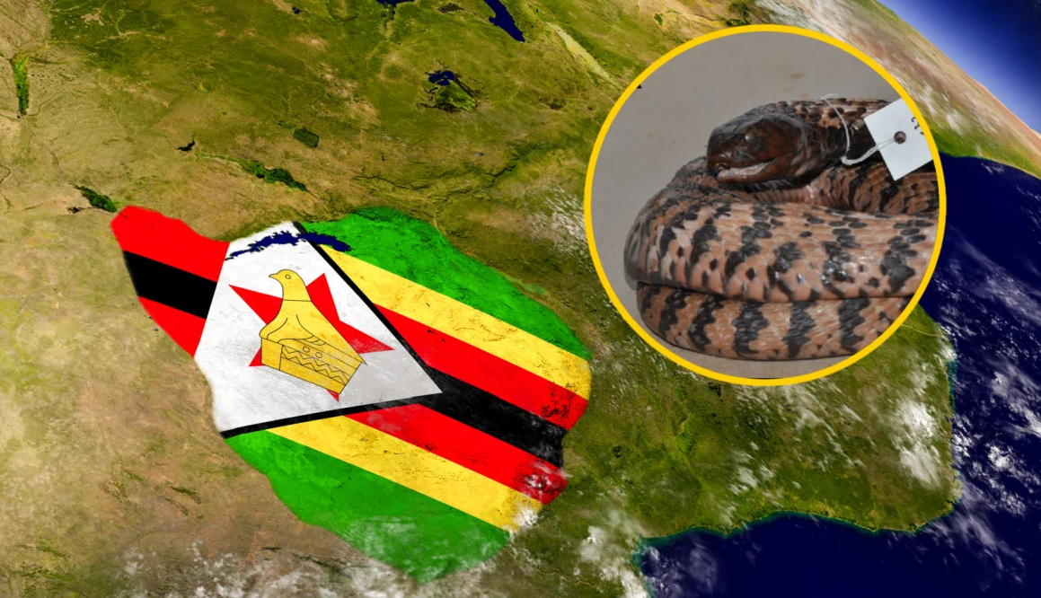 W Zimbabwe został odkryty nowy gatunek węża. Naukowcy przebadali okaz znajdujący się od 40 lat w formalinie W Zimbabwe został odkryty nowy gatunek węża. Naukowcy przebadali okaz znajdujący się od 40 lat w formalinie
