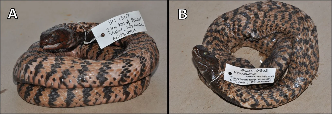 A- Samiec, okaz Hemachatus nyangensis z Parku Narodowego Nyanga, po konserwacji. B - okaz żeńskiego paratypu Hemachatus nyangensis, po konserwacji (NMZB 9503) A- Samiec, okaz Hemachatus nyangensis z Parku Narodowego Nyanga, po konserwacji. B - okaz żeńskiego paratypu Hemachatus nyangensis, po konserwacji (NMZB 9503)