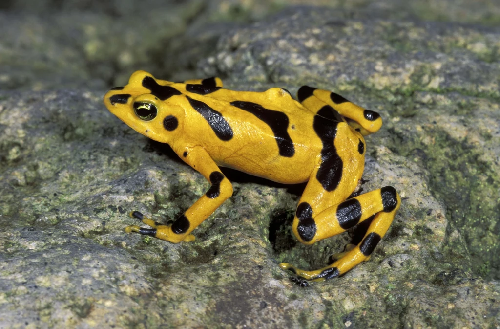 Panamska złota żaba jest krytycznie zagrożona wyginięciem