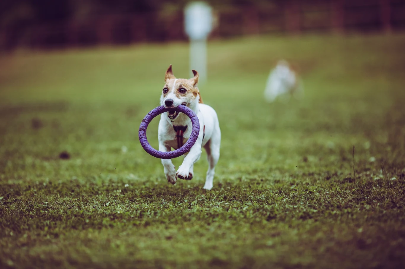 Świetną alternatywą dla zabawy piłką będzie zabawa pullerem Świetną alternatywą dla zabawy piłką będzie zabawa pullerem