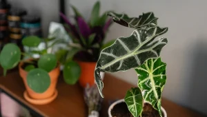 To prawdziwa królowa wśród roślin doniczkowych. Jak pielęgnować alokazję?