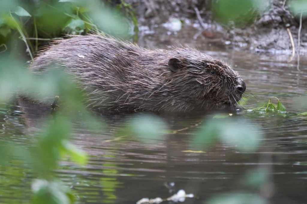 RDOŚ w Olsztynie wydał pozwolenie na odstrzał nawet kilkuset bobrów. Przyrodnicy twierdzą, że takie działanie nie ma sensu i są lepsze rozwiązania
