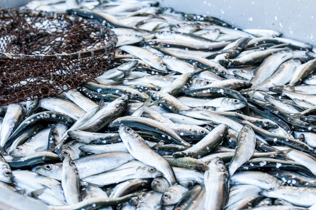 Do końca października do Rady Unii Europejskiej ma trafić wspólne stanowisko krajów UE dotyczące połowu ryb.