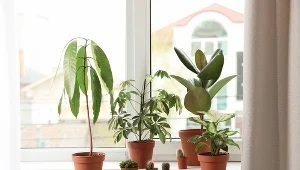 Te rośliny doniczkowe mogą wywoływać alergię. Lepiej nie trzymaj ich w domu 