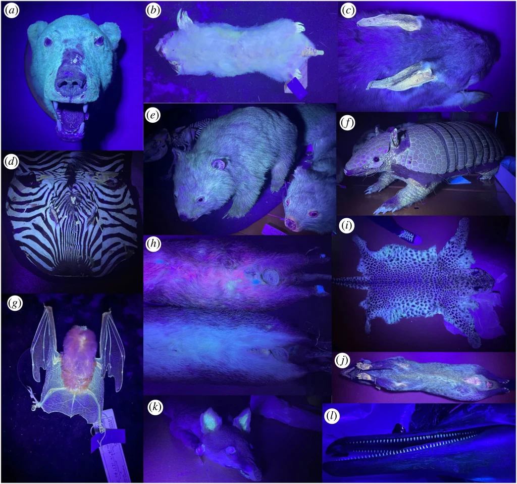 Przykładowe gatunki zwierząt, które świecą w świetle UV