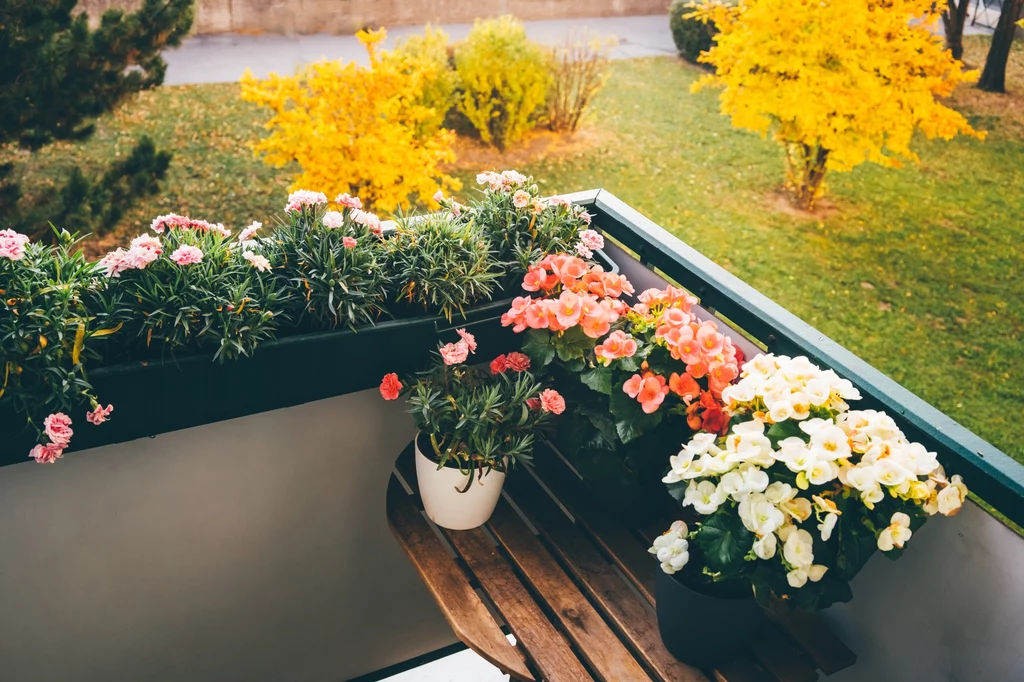 Balkon czy taras mogą wspaniale się prezentować również jesienią. Wystarczy tylko wybrać odpowiednie rośliny. 