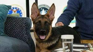 Pies prezydenta Bidena został usunięty z Białego Domu po pogryzieniu zatrudnionego tam personelu. Na zdjęciu młody Commander