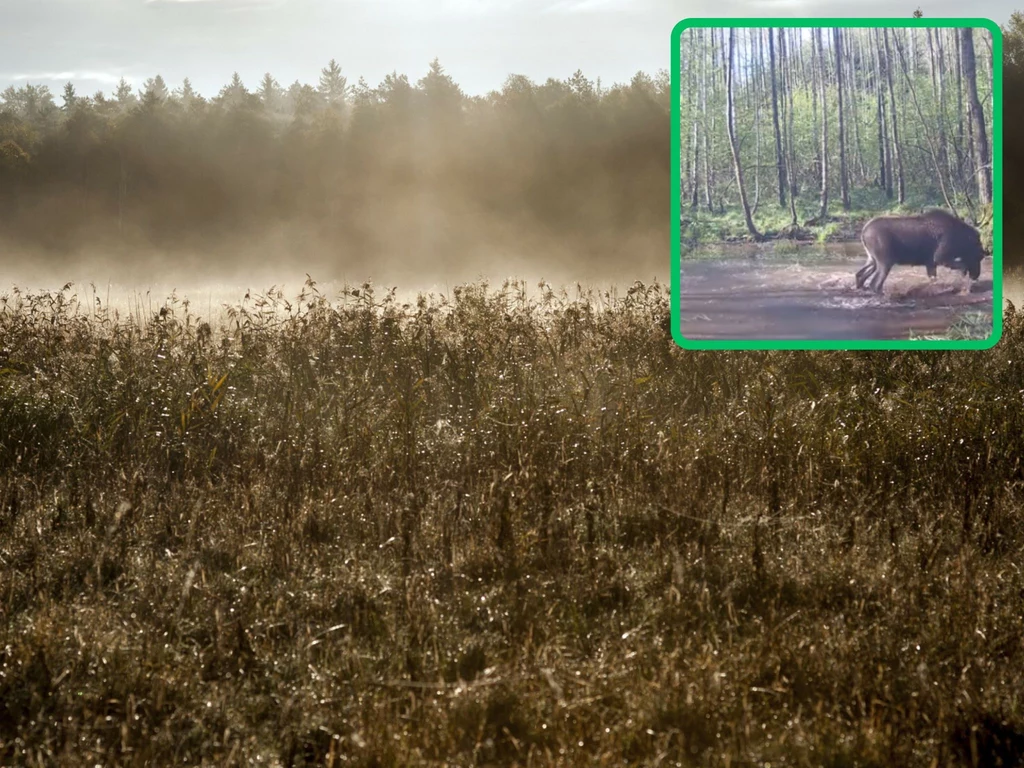 Nadleśnictwo Dojlidy wchodzi w skład Leśnego Kompleksu Promocyjnego Puszcza Knyszyńska. To tu chętnie bawią się łosie i inne zwierzęta