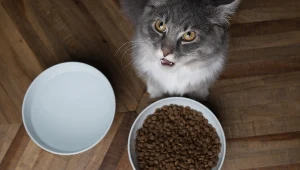 Kładziesz miskę z wodą dla kota w tym miejscu? Możesz mu zaszkodzić!