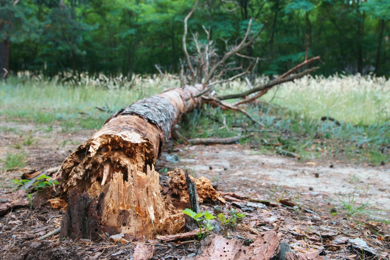 Usuwanie niechcianego pnia bywa trudne i czasochłonne, szczególnie jeśli drzewa było stare