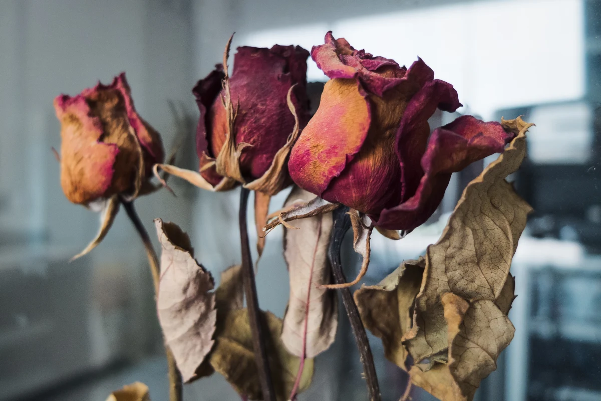 Kwiaty nie powinny być stawiane w sąsiedztwie niektórych owoców