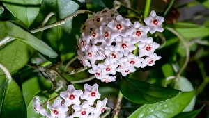 Chcesz, żeby hoja zakwitła? Postaw ją w tym miejscu 